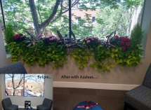 Afterazaleas