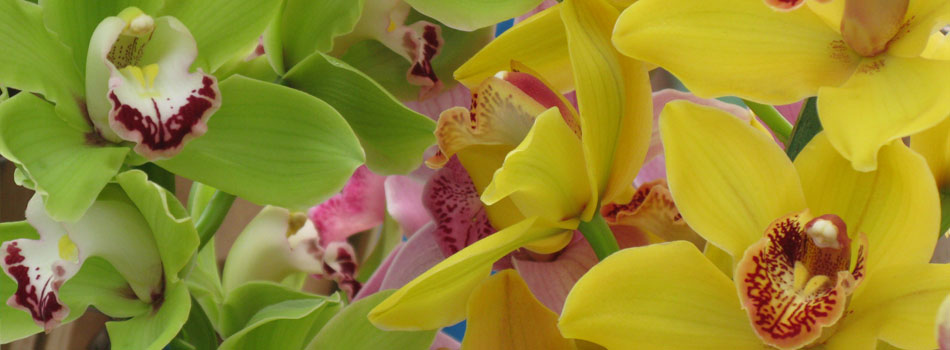 Add life to your workplace