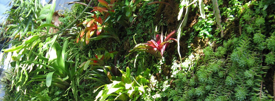 The beauty of living walls