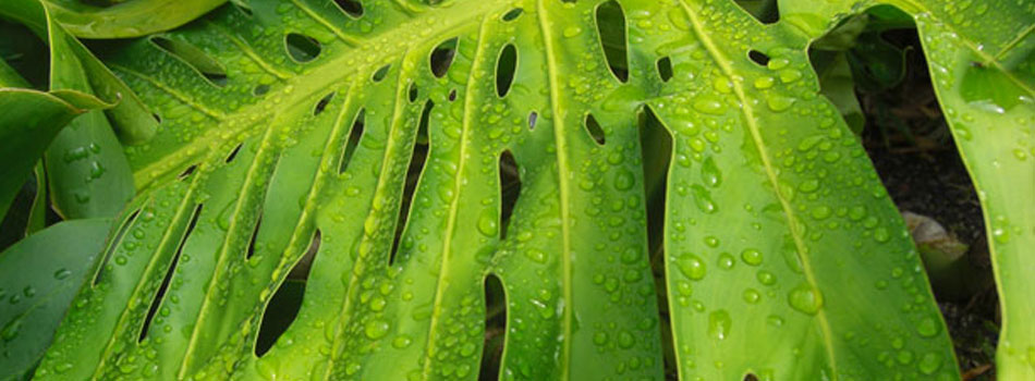 Plants enhance health & well-being